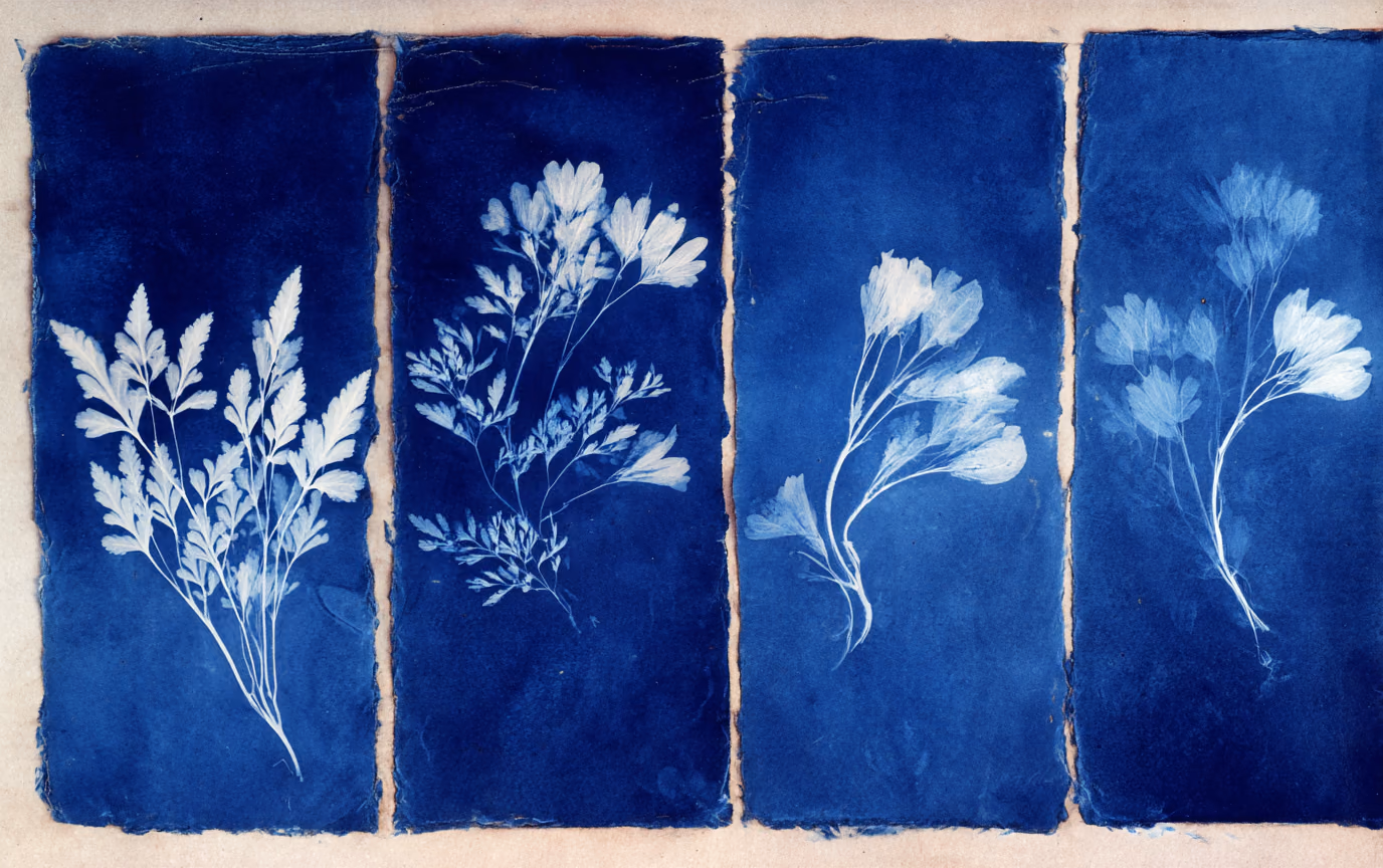 Four cyanotype panels laid side by side on aged paper, each a white photogram of a pressed botanical specimen against deep Prussian blue. The four are alike enough to be catalogued as one plant and different enough that they are not.